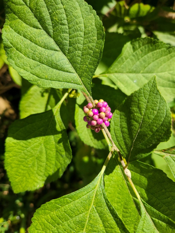 A close up of a plant with leaves and berries